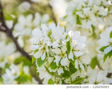 White blossoming apple trees. White apple tree flowers White blossoming apple trees. White apple tree flowers 126836081