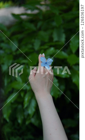 初夏盛開的繡球花 126836197