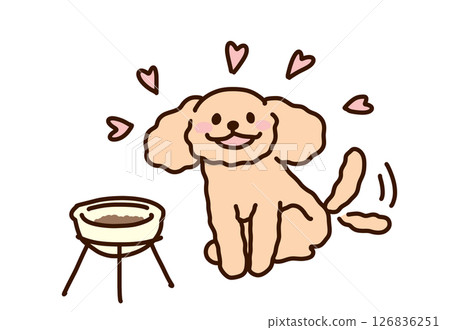 一隻貴賓犬在等待進食時搖著尾巴微笑 126836251