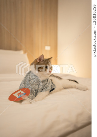 travel japan concept with scottish cat wear japan style cloth 126836259