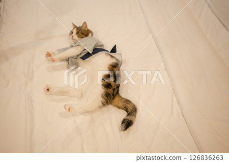 travel japan concept with scottish cat wear japan style cloth 126836263