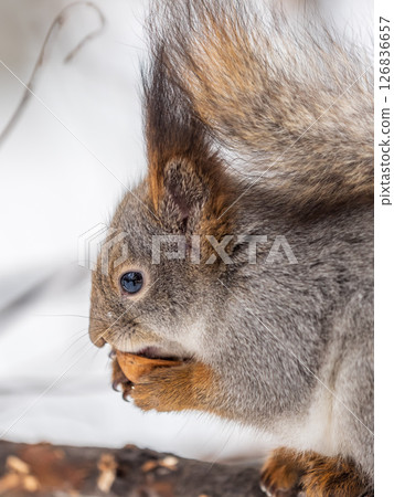 The squirrel with nut sits on tree in the winter or late autumn 126836657