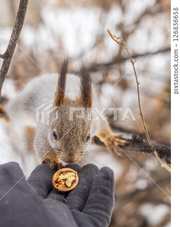 Squirrel eats nuts from a man's hand. Caring for animals in winter or autumn. Squirrel eats nuts from a man's hand. Caring for animals in winter or autumn. 126836658