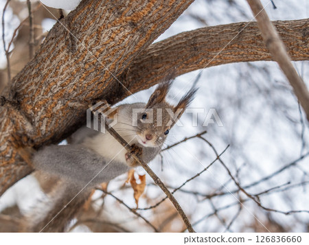 The squirrel with nut sits on tree in the winter or late autumn The squirrel with nut sits on tree in the winter or late autumn 126836660
