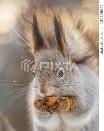 The squirrel with nut sits on tree in the winter or late autumn 126836665