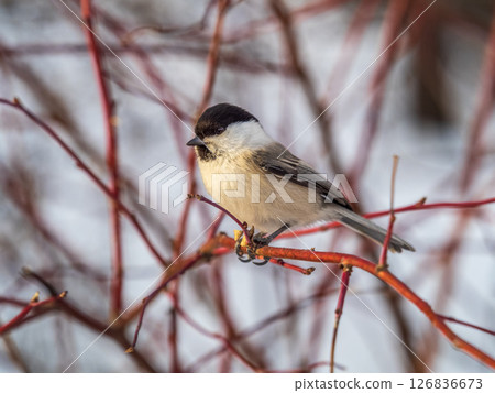 Cute bird the willow tit, song bird sitting on a branch without leaves in the winter. Cute bird the willow tit, song bird sitting on a branch without leaves in the winter. 126836673