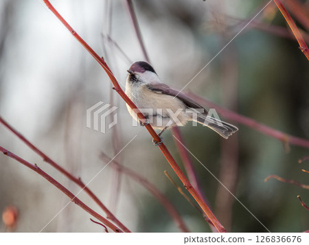 Cute bird the willow tit, song bird sitting on a branch without leaves in the winter. 126836676