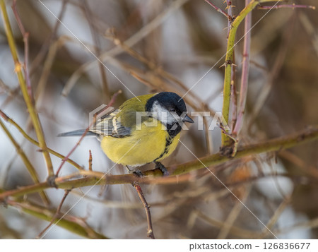 Cute bird Great tit, songbird sitting on a branch without leaves in the autumn or winter. Cute bird Great tit, songbird sitting on a branch without leaves in the autumn or winter. 126836677