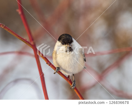 Cute bird the willow tit, song bird sitting on a branch without leaves in the winter. Cute bird the willow tit, song bird sitting on a branch without leaves in the winter. 126836678