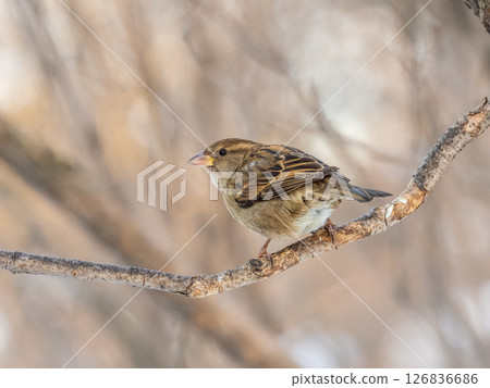 Sparrow sits on a branch without leaves. Sparrow sits on a branch without leaves. 126836686