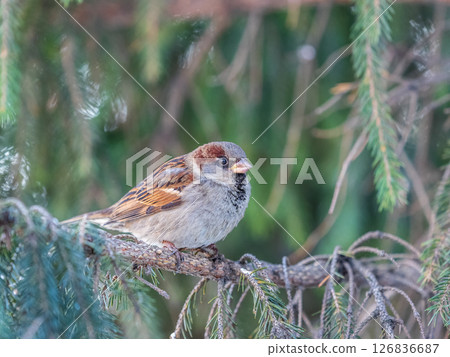 Sparrow sits on a fir branch in the sunset light. 126836687