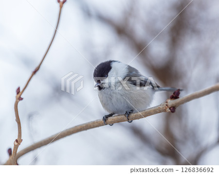 Cute bird the willow tit, song bird sitting on a branch without leaves in the winter. Cute bird the willow tit, song bird sitting on a branch without leaves in the winter. 126836692