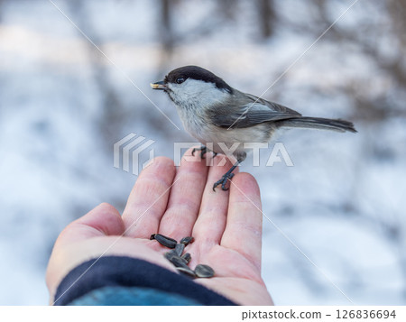 A willow tit sits on hand and eats seeds. Hungry bird willow tit eating seeds from a hand in winter or autumn A willow tit sits on hand and eats seeds. Hungry bird willow tit eating seeds from a hand in winter or autumn 126836694