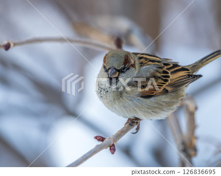 Sparrow sits on a branch without leaves. 126836695