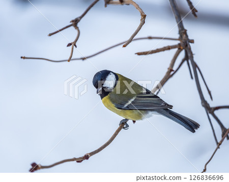 Cute bird Great tit, songbird sitting on a branch without leaves in the autumn or winter. Cute bird Great tit, songbird sitting on a branch without leaves in the autumn or winter. 126836696