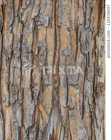 The texture of the bark of an old apple tree The texture of the bark of an old apple tree 126836697