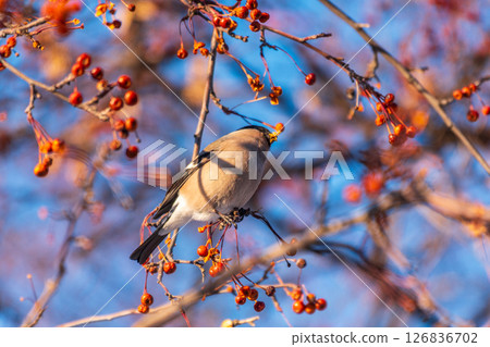 Bullfinch sitting on a branch. Beautiful bird with a red breast on a branch in winter. 126836702