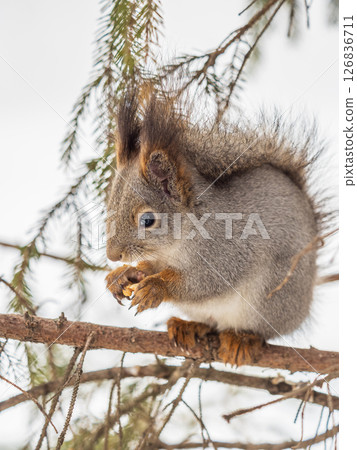 The squirrel with nut sits on tree in the winter or late autumn 126836711