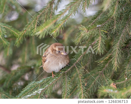 Sparrow sits on a branch without leaves in the sunset light. 126836713