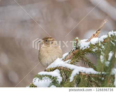 Sparrow sits on a fir branch in the sunset light. Sparrow sits on a fir branch in the sunset light. 126836716