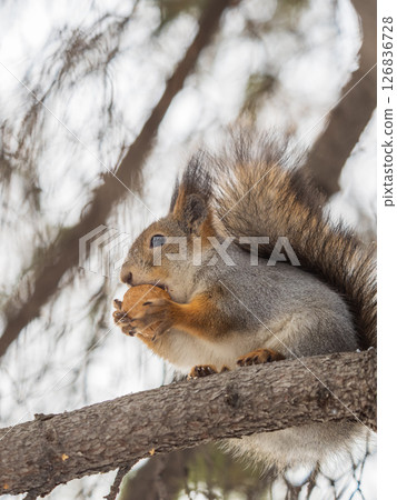 The squirrel with nut sits on tree in the winter or late autumn The squirrel with nut sits on tree in the winter or late autumn 126836728