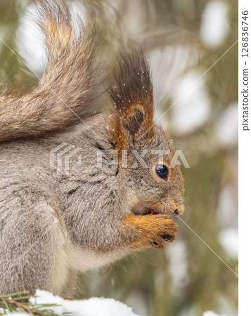 The squirrel with nut sits on tree in the winter or late autumn The squirrel with nut sits on tree in the winter or late autumn 126836746