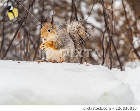 The squirrel in winter sits on white snow. The squirrel in winter sits on white snow. 126836816