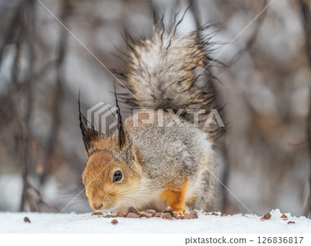 The squirrel in winter sits on white snow. The squirrel in winter sits on white snow. 126836817