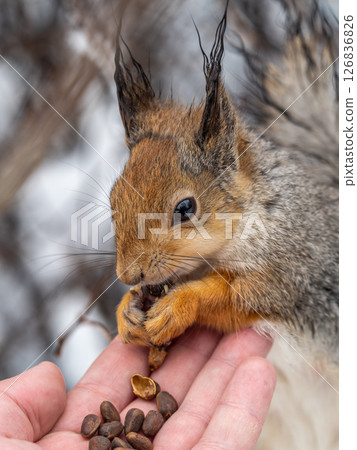 Squirrel eats nuts from a man's hand. Caring for animals in winter or autumn. 126836826