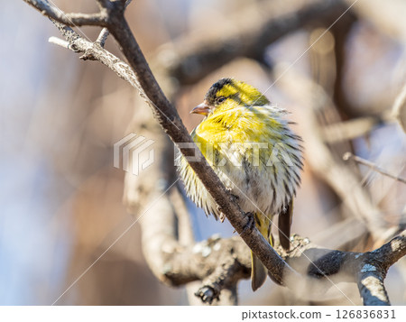 Eurasian siskin male, latin name spinus spinus, sitting on branch of tree. Cute little yellow songbird. 126836831