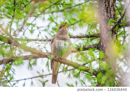 Thrush Nightingale, Luscinia luscinia. A bird sits on a tree branch and sings Thrush Nightingale, Luscinia luscinia. A bird sits on a tree branch and sings 126836840