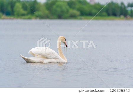 Graceful white Swan swimming in the lake, swans in the wild. Portrait of a white swan swimming on a lake. 126836843