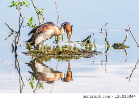 Great Crested Grebe, Podiceps cristatus, water bird sitting on the nest, nesting time on the green lake 126836844