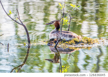 Great Crested Grebe, Podiceps cristatus, water bird sitting on the nest, nesting time on the green lake 126836845