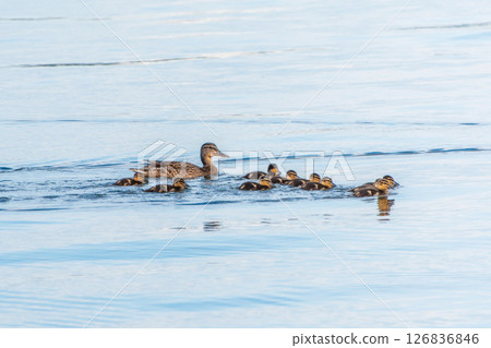 A family of ducks, a duck and its little ducklings are swimming in the water. The duck takes care of its newborn ducklings. Mallard, lat. Anas platyrhynchos 126836846