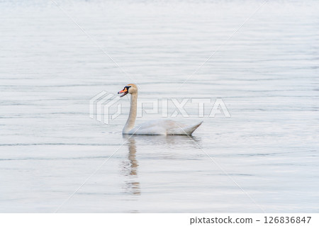 Graceful white Swan swimming in the lake, swans in the wild. Portrait of a white swan swimming on a lake. Graceful white Swan swimming in the lake, swans in the wild. Portrait of a white swan swimming on a lake. 126836847