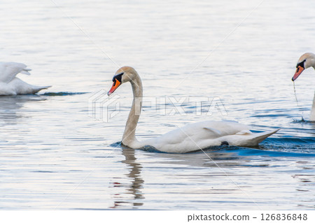 Graceful white Swan swimming in the lake, swans in the wild. Portrait of a white swan swimming on a lake. Graceful white Swan swimming in the lake, swans in the wild. Portrait of a white swan swimming on a lake. 126836848