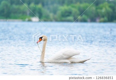 Graceful white Swan swimming in the lake, swans in the wild. Portrait of a white swan swimming on a lake. Graceful white Swan swimming in the lake, swans in the wild. Portrait of a white swan swimming on a lake. 126836851