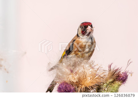 European goldfinch, feeding on the seeds of thistles. Carduelis carduelis. 126836879