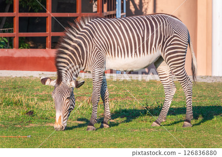 Grevy's zebra, lat Equus grevyi, also known as the imperial zebra eats green grass. Grevy's zebra, lat Equus grevyi, also known as the imperial zebra eats green grass. 126836880