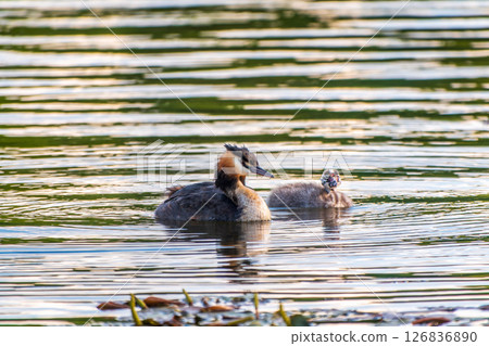 The waterfowl bird, great crested grebe with chick, swimming in the lake. 126836890