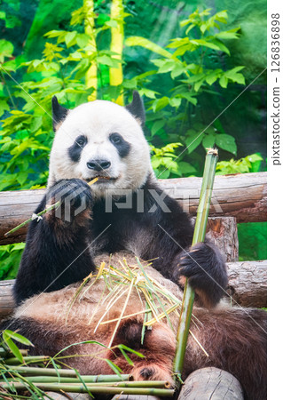 The Giant Panda Bear sits while eating a bamboo stalk 126836898