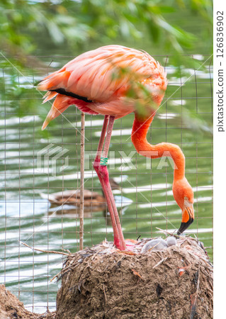 A newborn baby Rosa Flamingo, Phoenicopterus roseus, is full of care from its mother 126836902