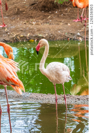 The greater flamingo, Phoenicopterus roseus, standing in water on lake shore. 126836903