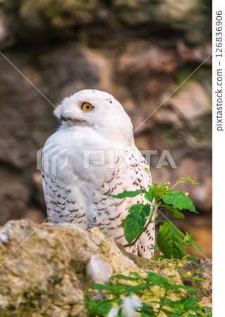 A snowy owl sits on a rock cliff. 126836906