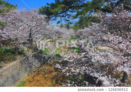宿川公園的櫻花樹 / 宿川河岸綠地 / 兵庫縣西宮市 / 日本百選櫻花勝地 / 鞍倉園 126836912