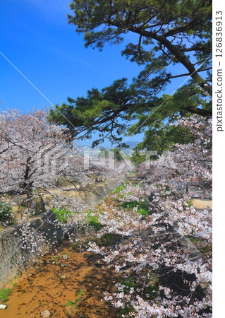 宿川公園的櫻花樹 / 宿川河岸綠地 / 兵庫縣西宮市 / 日本百選櫻花勝地 / 鞍倉園 126836913