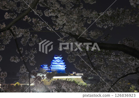 Himeji Castle and cherry blossoms at night (from Sannomaru Square) / 10 Views of Himeji Castle / World Heritage Site / National Treasure / Top 100 Cherry Blossom Spots in Japan 126836923