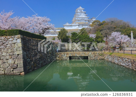 Himeji Castle and cherry blossoms in full bloom (from Kisaimon Gate) / World Heritage Site / National Treasure / Top 100 Cherry Blossom Spots in Japan 126836931