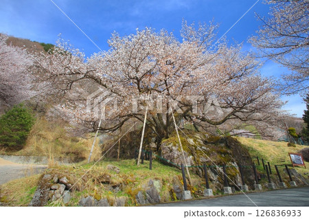 Inuwashizakura (Inuwashi cherry tree) of Ikuno Plateau / A giant mountain cherry tree that is several hundred years old / An important tree for the formation of the landscape Inuwashizakura (Inuwashi cherry tree) of Ikuno Plateau / A giant mountain cherry tree that is several hundred years old / An important tree for the formation of the landscape 126836933